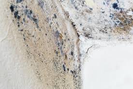 Best Mold Prevention Services  in Binghamton University, NY